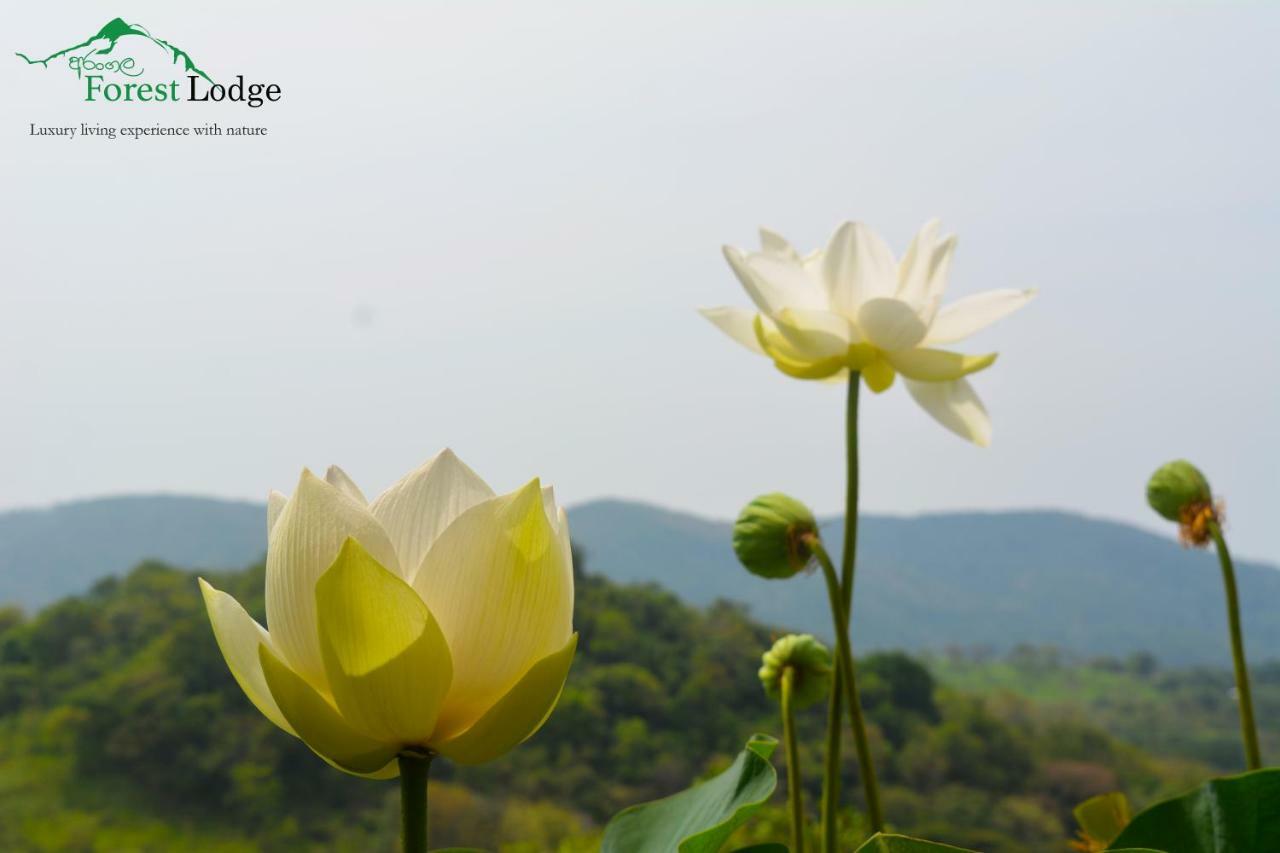 Arangala Forest Lodge Naula Eksteriør bilde